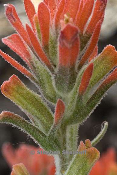 castilleja foliolosa 7 graphic